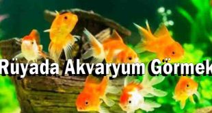 Rüyada Akvaryum Görmek