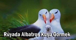 Rüyada Albatros Kuşu Görmek