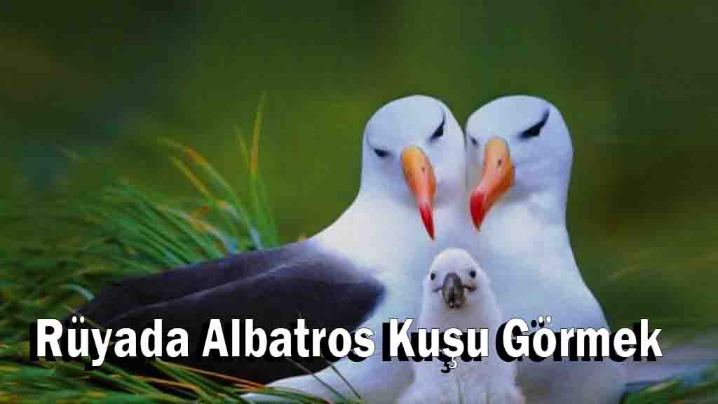 Rüyada Albatros Kuşu Görmek