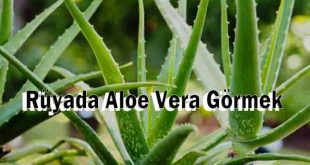 Rüyada Aloe Vera Görmek