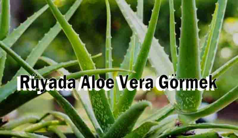 Rüyada Aloe Vera Görmek