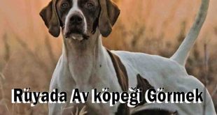 Rüyada Av köpeği Görmek