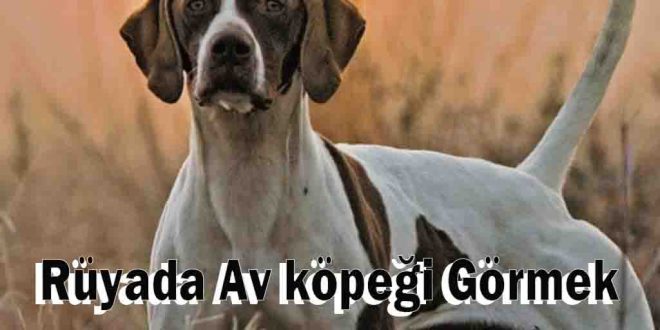 Rüyada Av köpeği Görmek