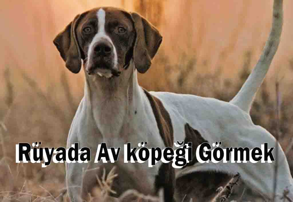 Rüyada Av köpeği Görmek