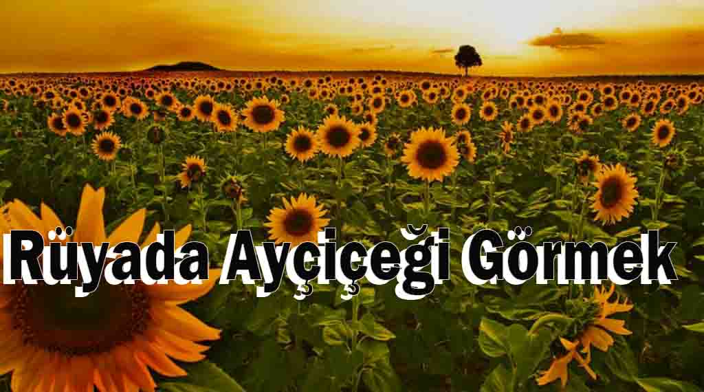 Rüyada Ayçiçeği Görmek