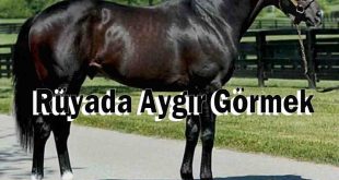 Rüyada Aygır Görmek