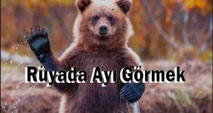 Rüyada Ayı Görmek