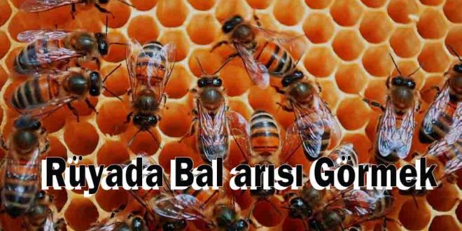 Rüyada Bal arısı Görmek