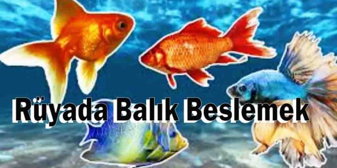 Rüyada Balık Beslemek