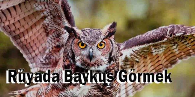 Rüyada Baykuş Görmek