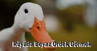 Rüyada Beyaz Ördek Görmek