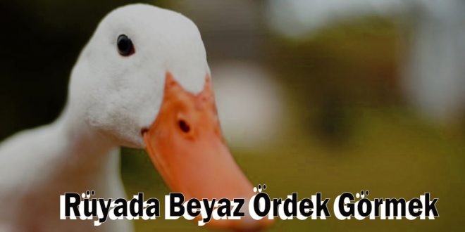 Rüyada Beyaz Ördek Görmek