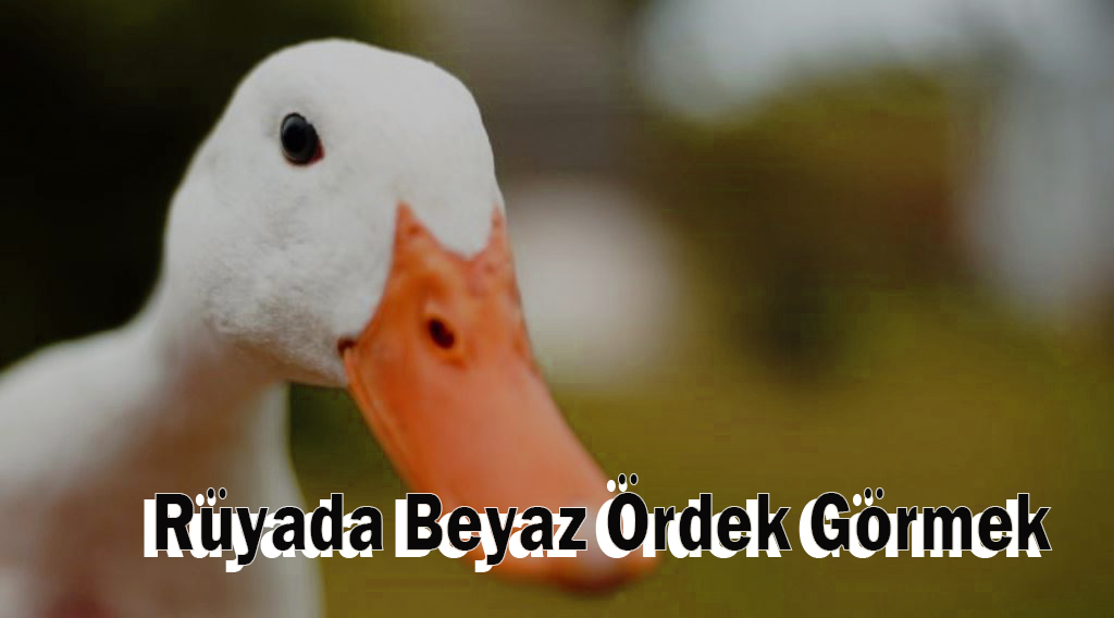 Rüyada Beyaz Ördek Görmek