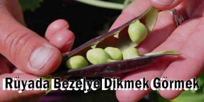 Rüyada Bezelye Dikmek Görmek