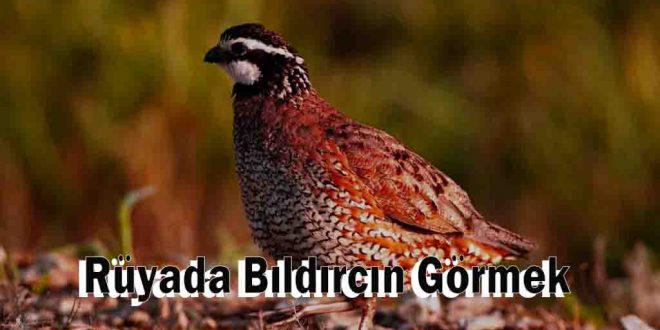 Rüyada Bıldırcın Görmek