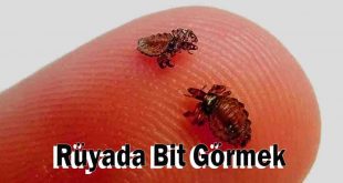 Rüyada Bit Görmek