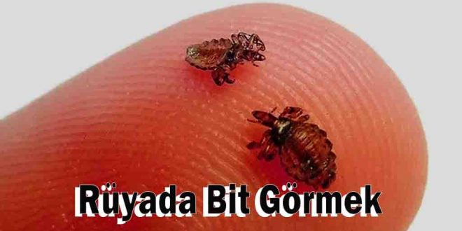 Rüyada Bit Görmek