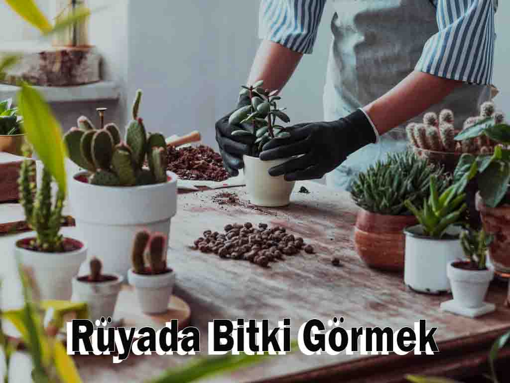 Rüyada Bitki Görmek