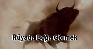 Rüyada Boğa Görmek