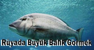 Rüyada Büyük Balık Görmek