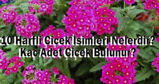 10 Harfli Çiçek İsimleri Nelerdir? Kaç Adet Çiçek Bulunur?