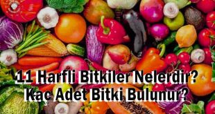 11 Harfli Bitkiler Nelerdir? Kaç Adet Bitki Bulunur?