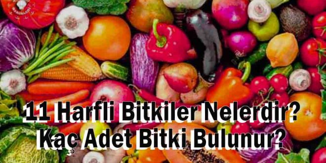 11 Harfli Bitkiler Nelerdir? Kaç Adet Bitki Bulunur?