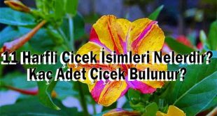 11 Harfli Çiçek İsimleri Nelerdir? Kaç Adet Çiçek Bulunur?