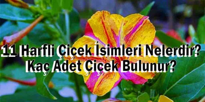 11 Harfli Çiçek İsimleri Nelerdir? Kaç Adet Çiçek Bulunur?