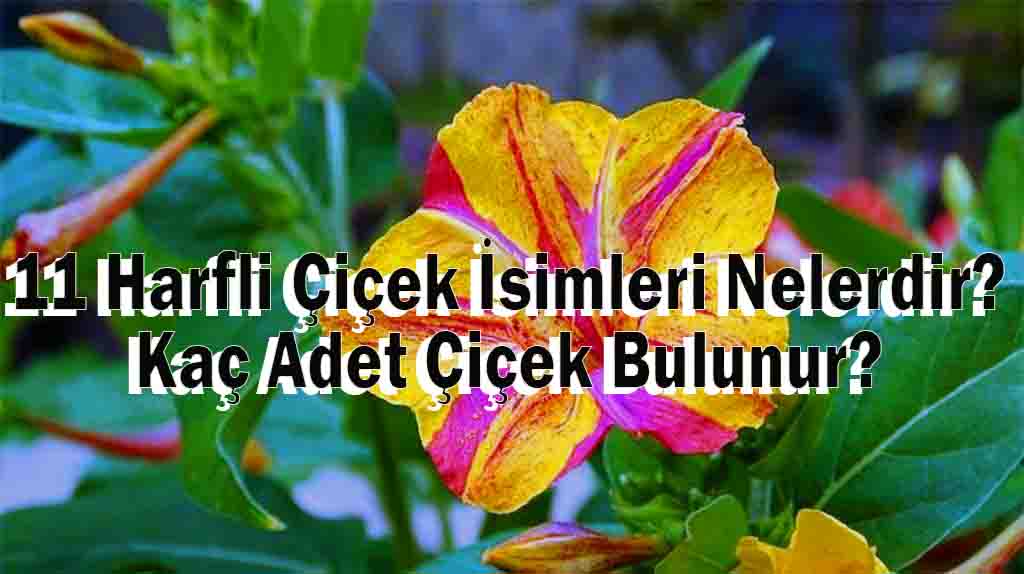 11 Harfli Çiçek İsimleri Nelerdir? Kaç Adet Çiçek Bulunur?