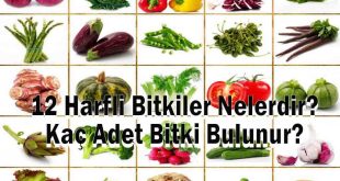 12 Harfli Bitkiler Nelerdir? Kaç Adet Bitki Bulunur?