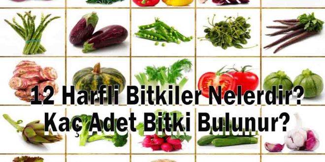 12 Harfli Bitkiler Nelerdir? Kaç Adet Bitki Bulunur?