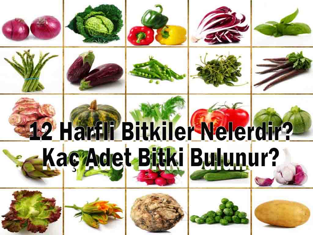 12 Harfli Bitkiler Nelerdir? Kaç Adet Bitki Bulunur?