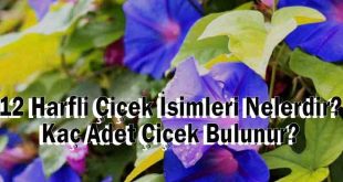 12 Harfli Çiçek İsimleri Nelerdir? Kaç Adet Çiçek Bulunur?