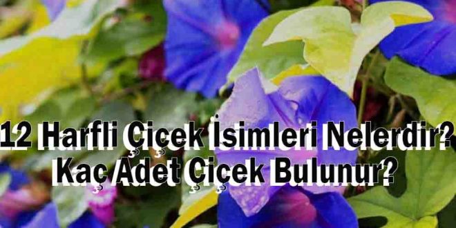 12 Harfli Çiçek İsimleri Nelerdir? Kaç Adet Çiçek Bulunur?