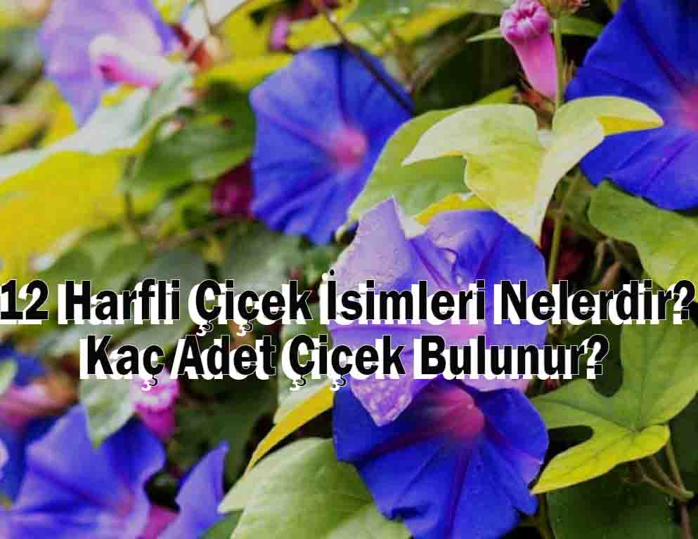 12 Harfli Çiçek İsimleri Nelerdir? Kaç Adet Çiçek Bulunur?