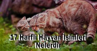 17 Harfli Hayvan İsimleri Nelerdir, Kaç tanedir?