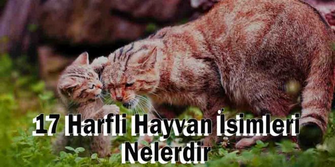 17 Harfli Hayvan İsimleri Nelerdir, Kaç tanedir?