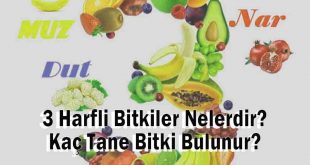 3 Harfli Bitkiler Nelerdir? Kaç Tane Bitki Bulunur?