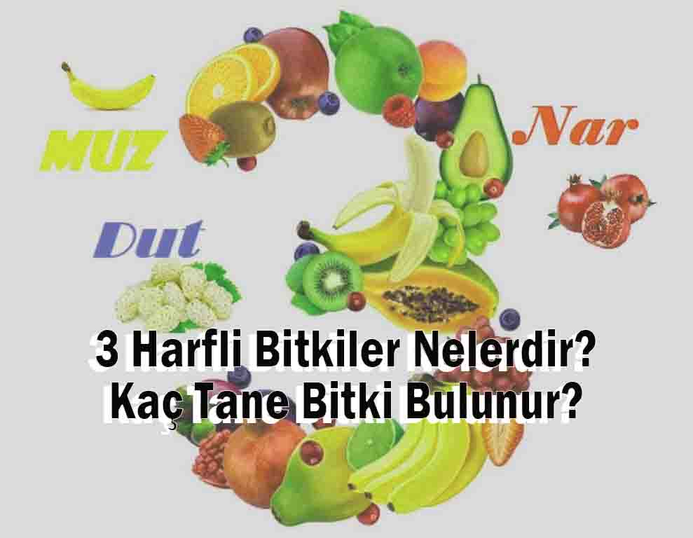 3 Harfli Bitkiler Nelerdir? Kaç Tane Bitki Bulunur?