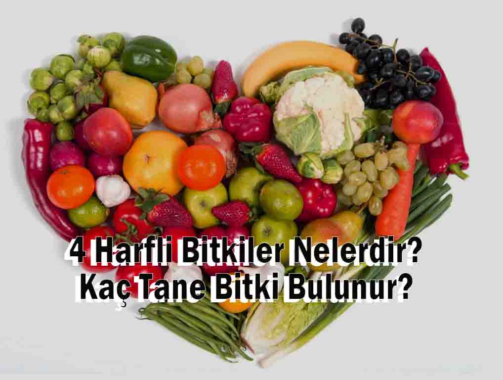 4 Harfli Bitkiler Nelerdir? Kaç Tane Bitki Bulunur?