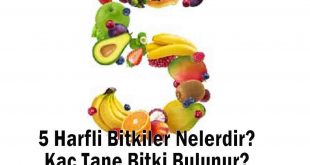 5 Harfli Bitkiler Nelerdir? Kaç Tane Bitki Bulunur?