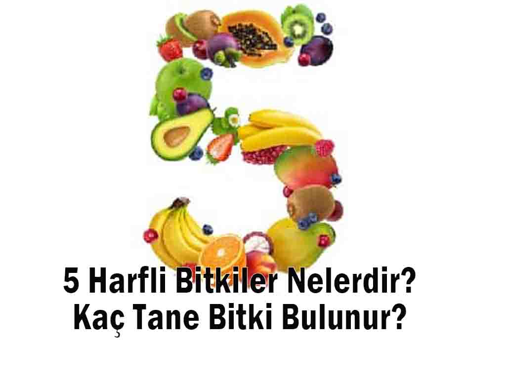 5 Harfli Bitkiler Nelerdir? Kaç Tane Bitki Bulunur?