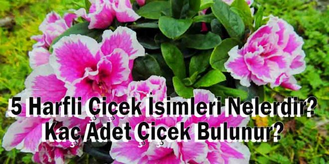 5 Harfli Çiçek İsimleri Nelerdir? Kaç Adet Çiçek Bulunur?