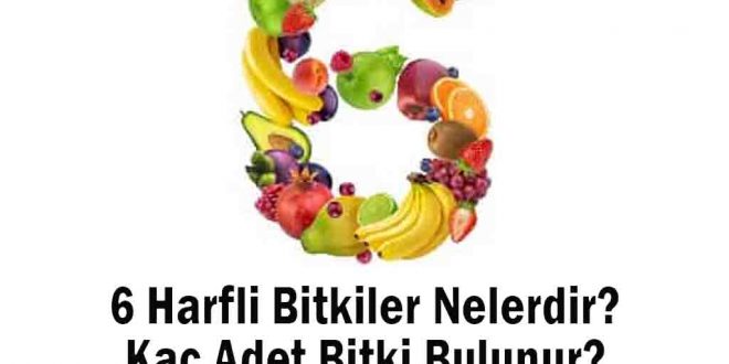 6 Harfli Bitkiler Nelerdir? Kaç Adet Bitki Bulunur?