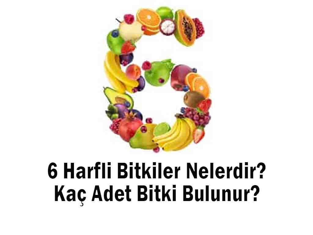 6 Harfli Bitkiler Nelerdir? Kaç Adet Bitki Bulunur?