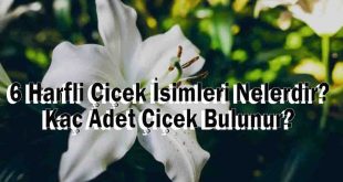 6 Harfli Çiçek İsimleri Nelerdir? Kaç Adet Çiçek Bulunur?