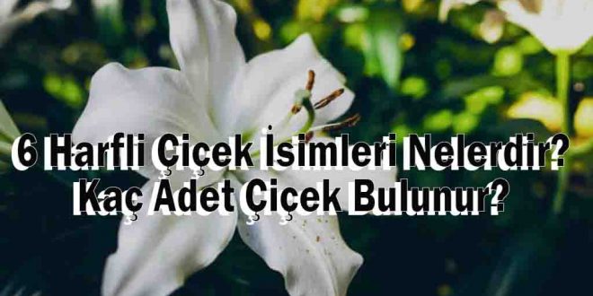 6 Harfli Çiçek İsimleri Nelerdir? Kaç Adet Çiçek Bulunur?