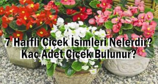 7 Harfli Çiçek İsimleri Nelerdir? Kaç Adet Çiçek Bulunur?