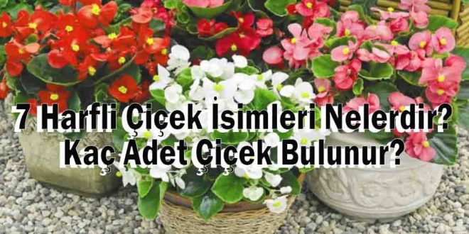 7 Harfli Çiçek İsimleri Nelerdir? Kaç Adet Çiçek Bulunur?